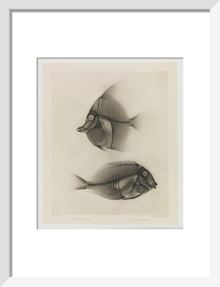 Zwei Seefische, Zanclus Cornutus / Acanthurus Nigros' - Image 9