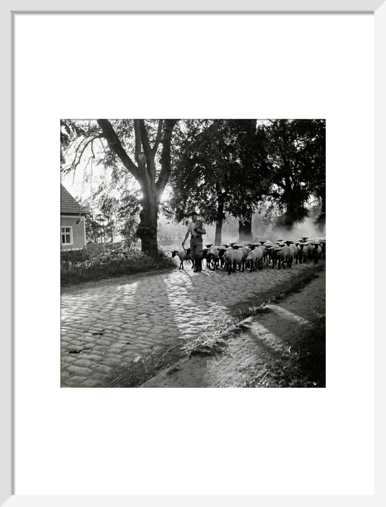 Moving a flock of sheep down a lane, 1930s - Image 14