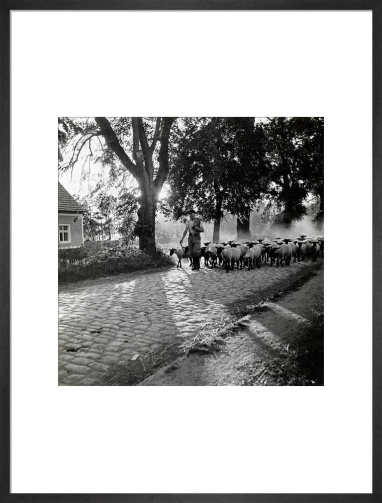 Moving a flock of sheep down a lane, 1930s - Image 18