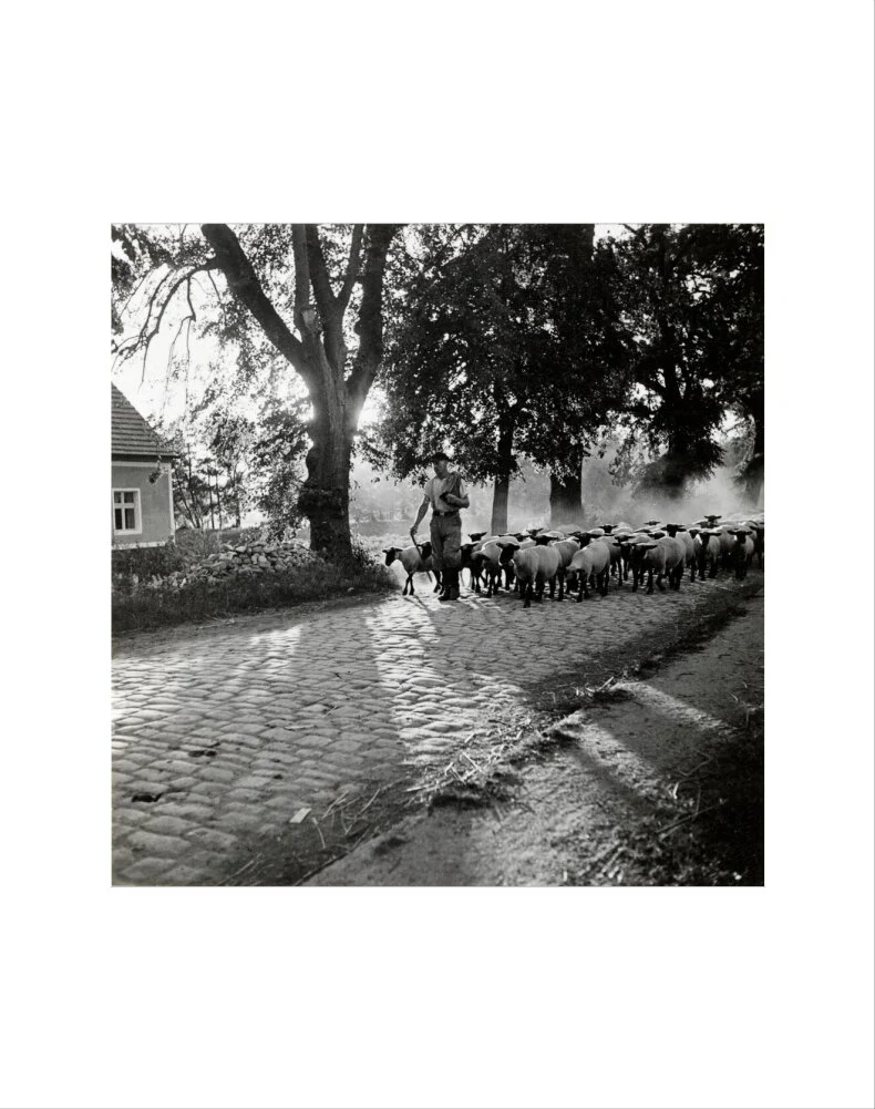 Moving a flock of sheep down a lane, 1930s - Image 2