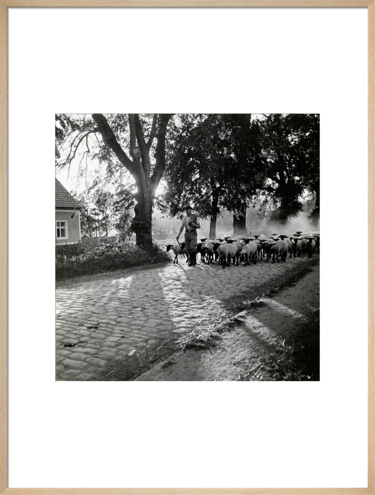 Moving a flock of sheep down a lane, 1930s - Image 26
