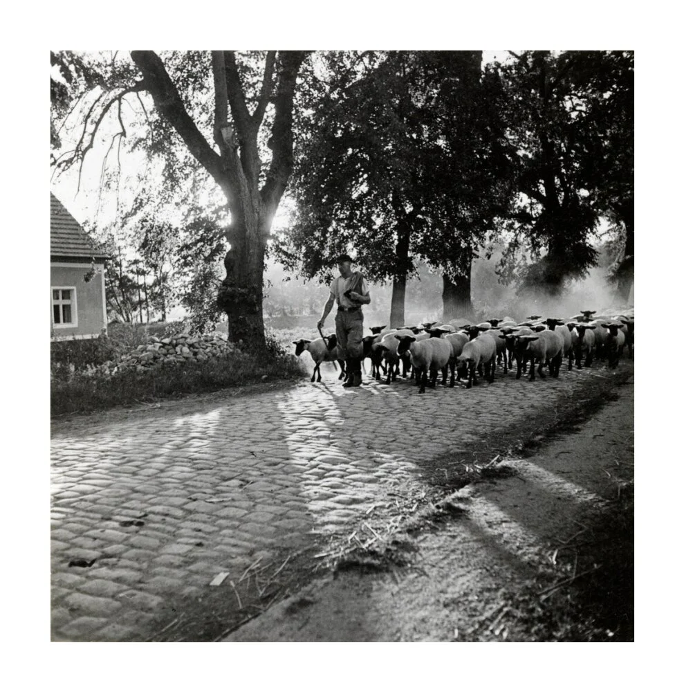 Moving a flock of sheep down a lane, 1930s - Image 29