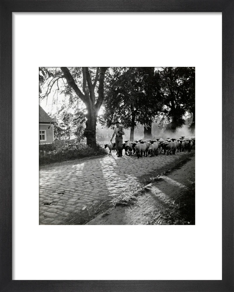 Moving a flock of sheep down a lane, 1930s - Image 3
