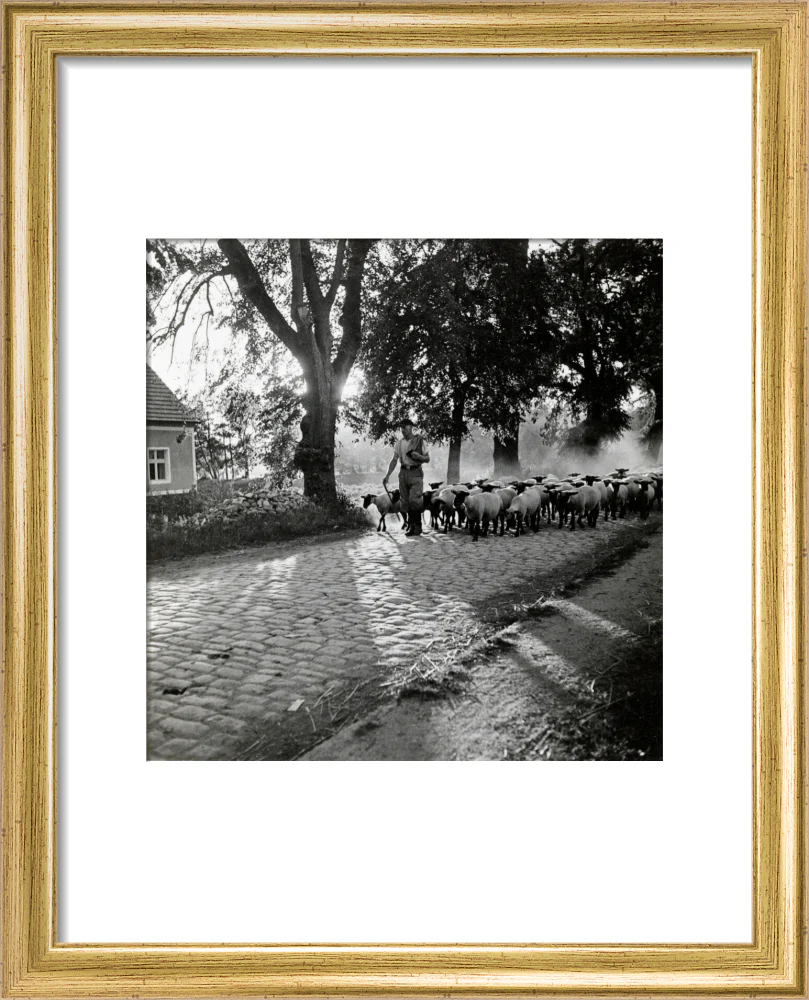 Moving a flock of sheep down a lane, 1930s - Image 38