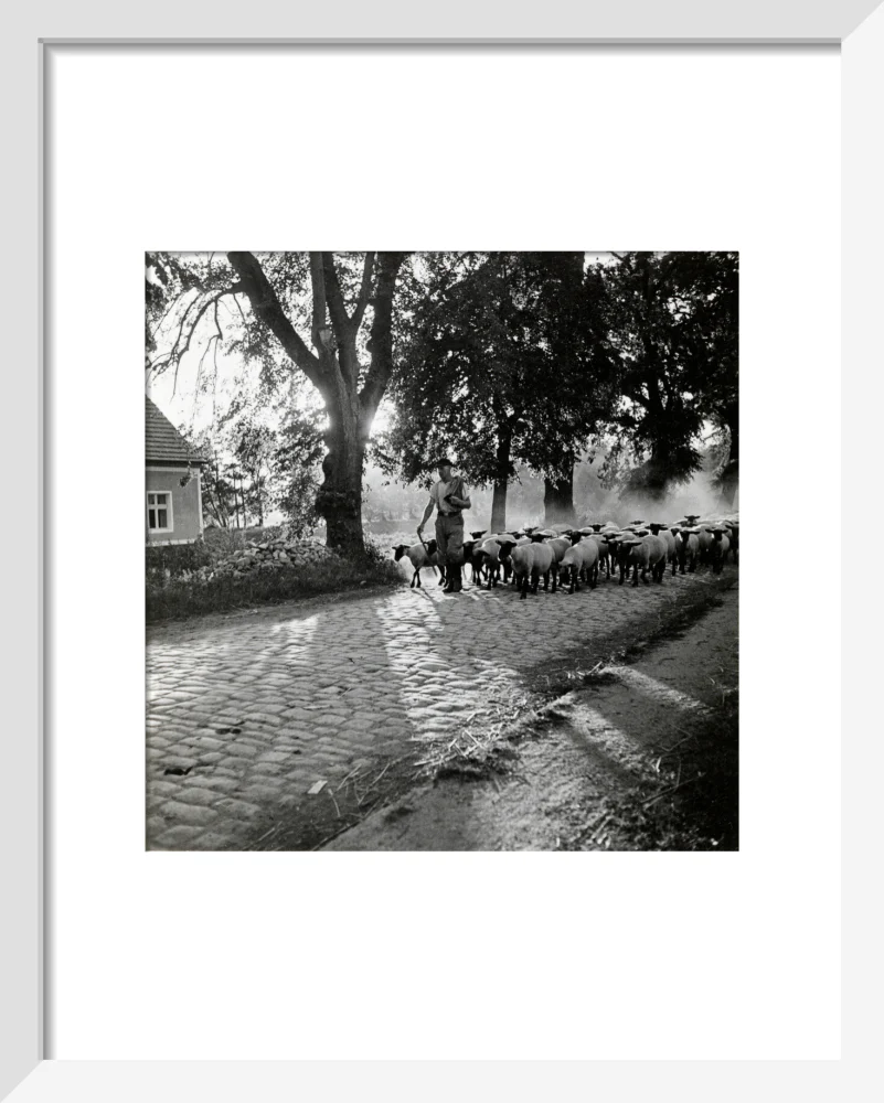 Moving a flock of sheep down a lane, 1930s - Image 4