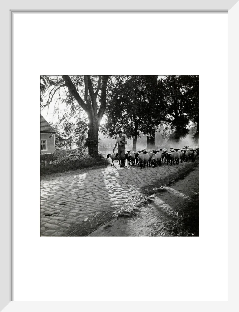 Moving a flock of sheep down a lane, 1930s - Image 42