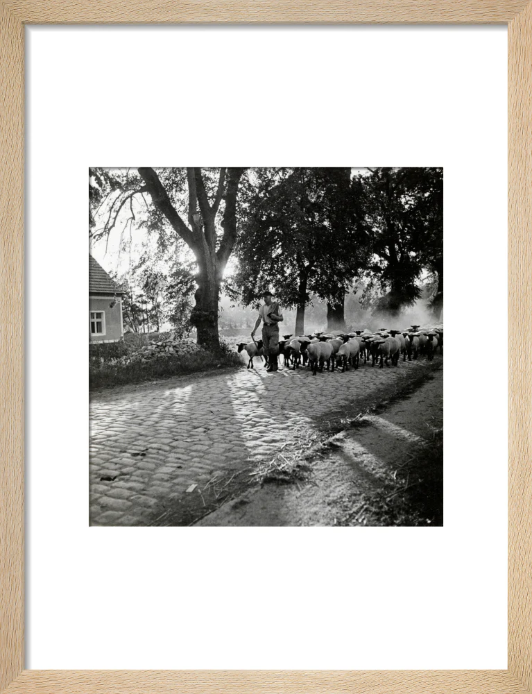 Moving a flock of sheep down a lane, 1930s - Image 44