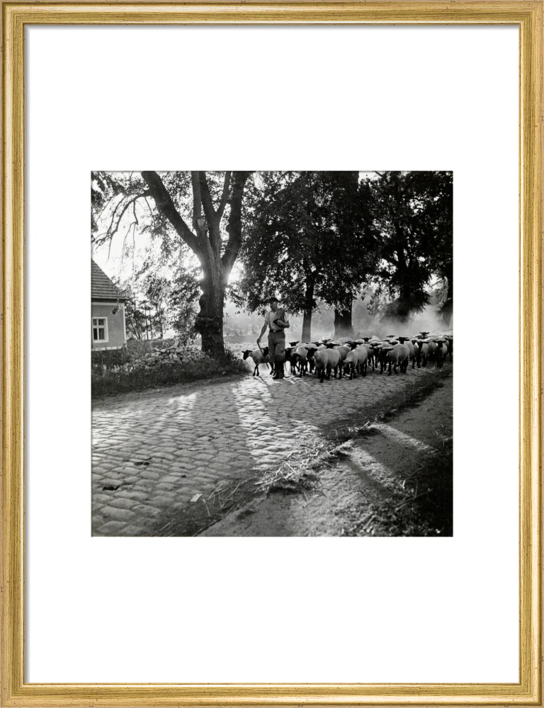 Moving a flock of sheep down a lane, 1930s - Image 48