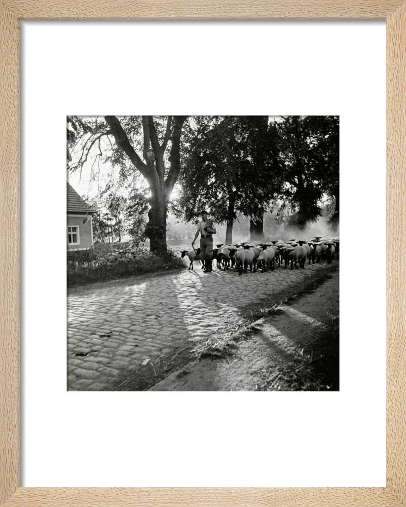 Moving a flock of sheep down a lane, 1930s - Image 6