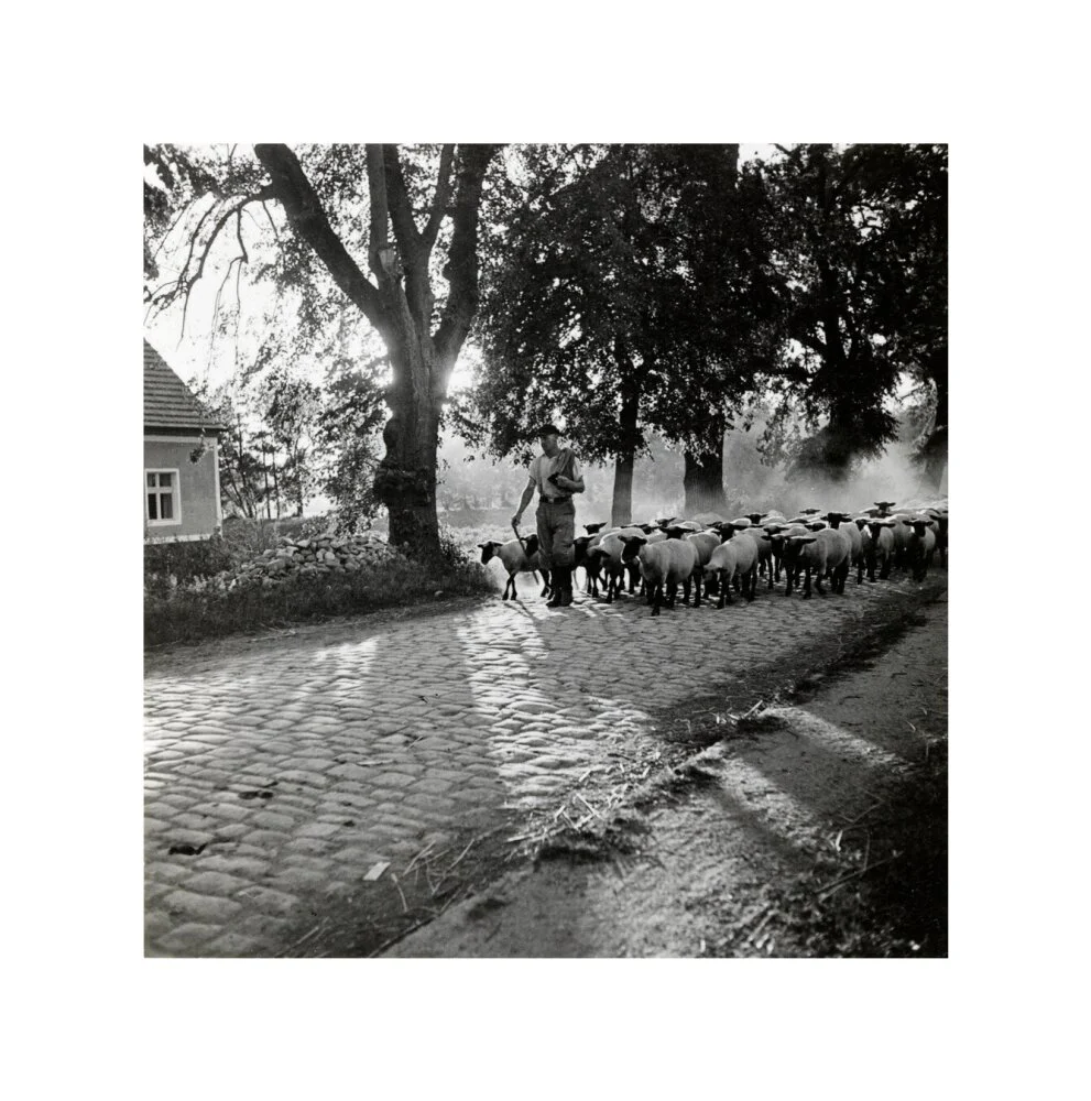 Moving a flock of sheep down a lane, 1930s - Image 60