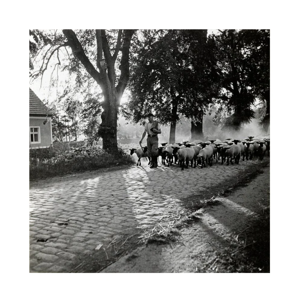 Moving a flock of sheep down a lane, 1930s - Image 61