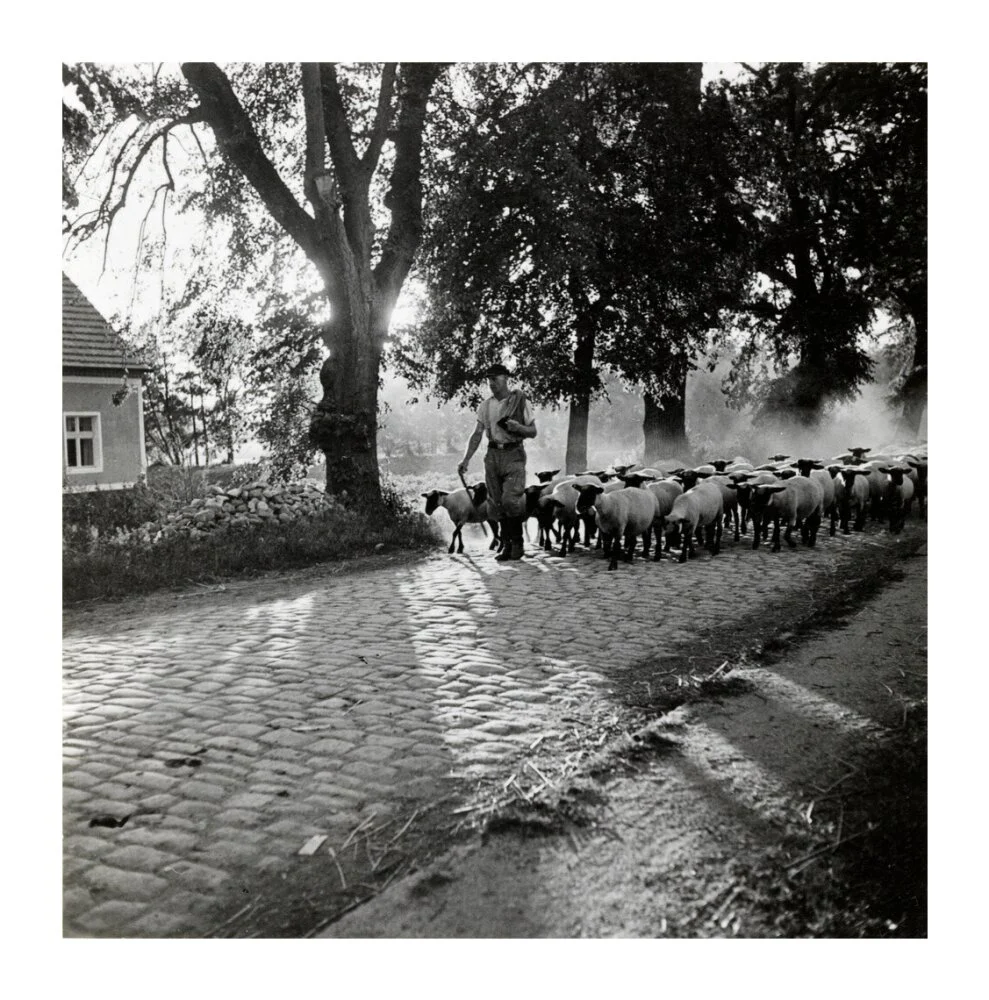 Moving a flock of sheep down a lane, 1930s - Image 63