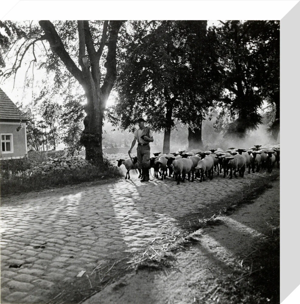 Moving a flock of sheep down a lane, 1930s - Image 64