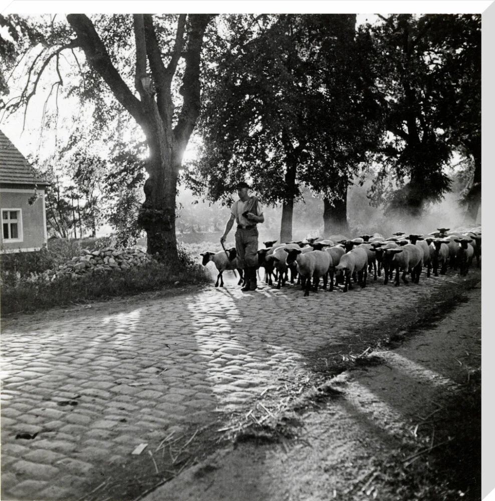 Moving a flock of sheep down a lane, 1930s - Image 67