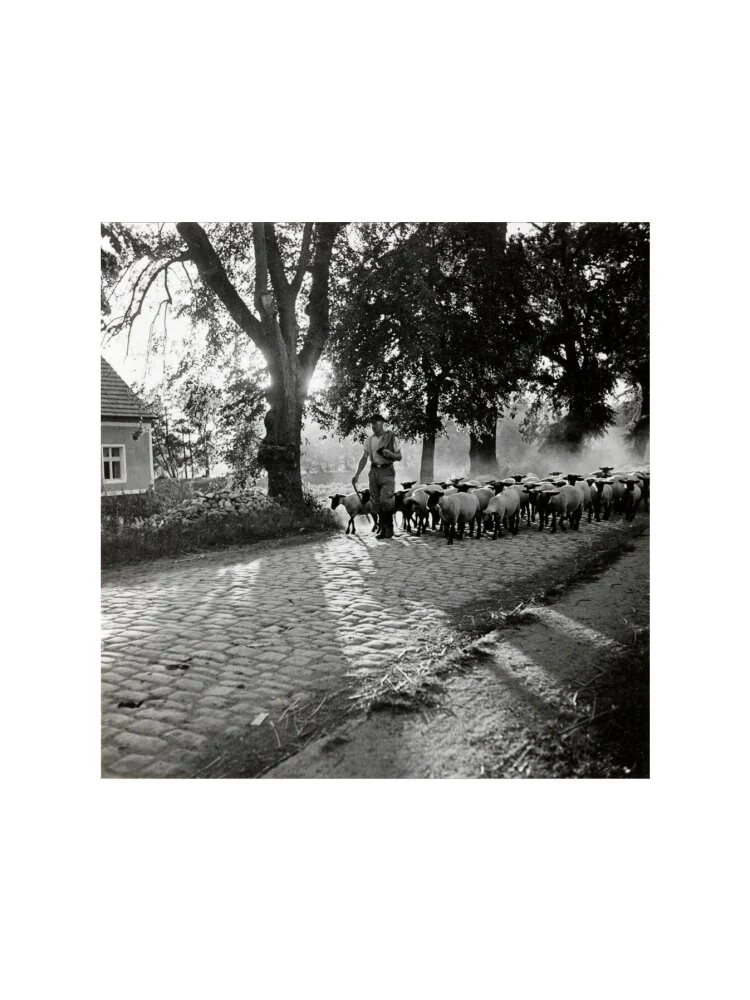 Moving a flock of sheep down a lane, 1930s - Image 7