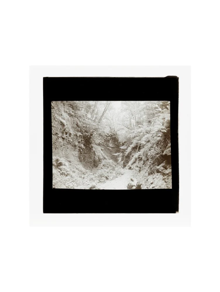 A magic lantern slide of woodland by Birt Acres, c. 1893. - Image 22