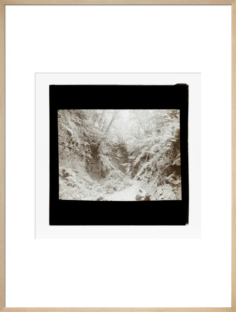 A magic lantern slide of woodland by Birt Acres, c. 1893. - Image 26
