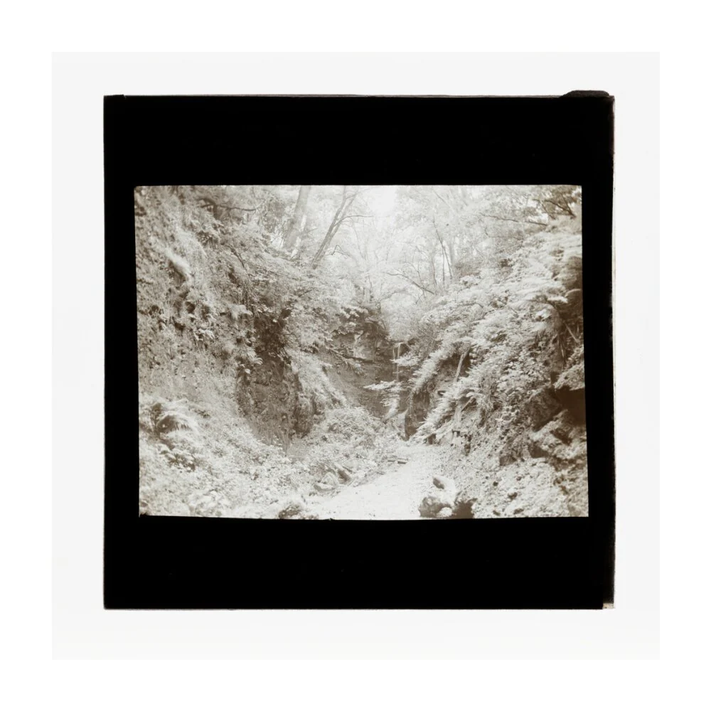 A magic lantern slide of woodland by Birt Acres, c. 1893. - Image 29