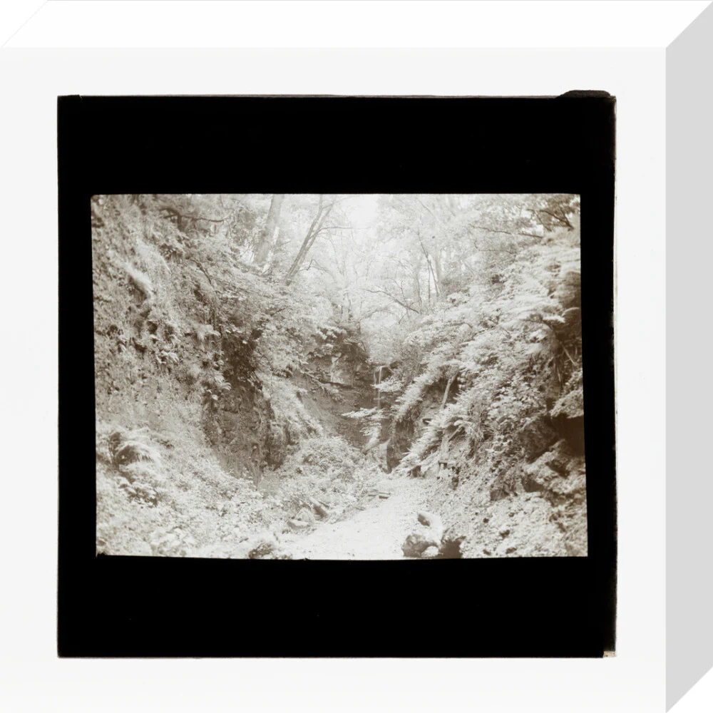 A magic lantern slide of woodland by Birt Acres, c. 1893. - Image 31