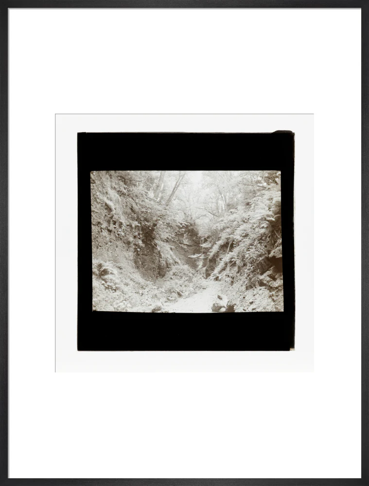A magic lantern slide of woodland by Birt Acres, c. 1893. - Image 56
