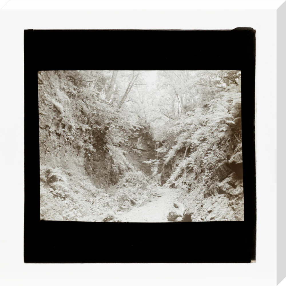 A magic lantern slide of woodland by Birt Acres, c. 1893. - Image 66