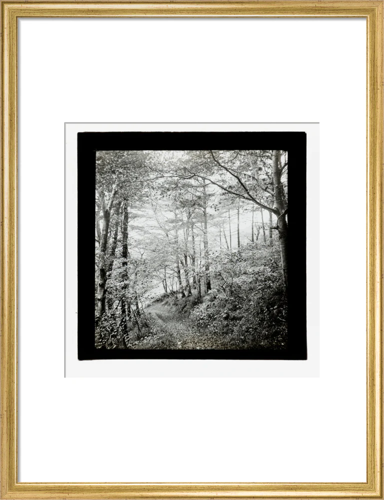 A magic lantern slide of Score Wood, Ilfracombe by Birt Acres, c. 1893. - Image 15