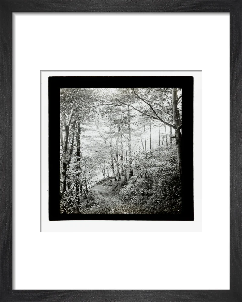 A magic lantern slide of Score Wood, Ilfracombe by Birt Acres, c. 1893. - Image 3