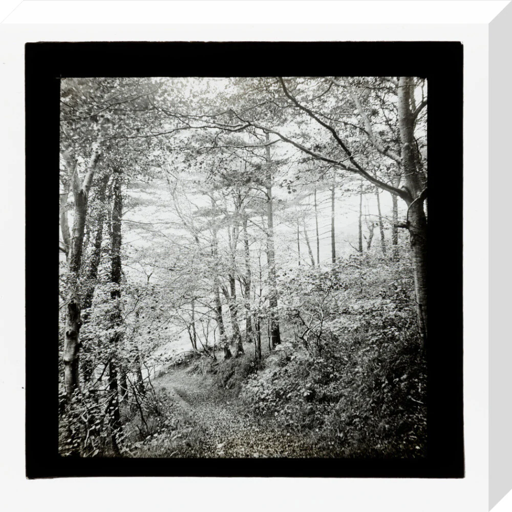 A magic lantern slide of Score Wood, Ilfracombe by Birt Acres, c. 1893. - Image 32
