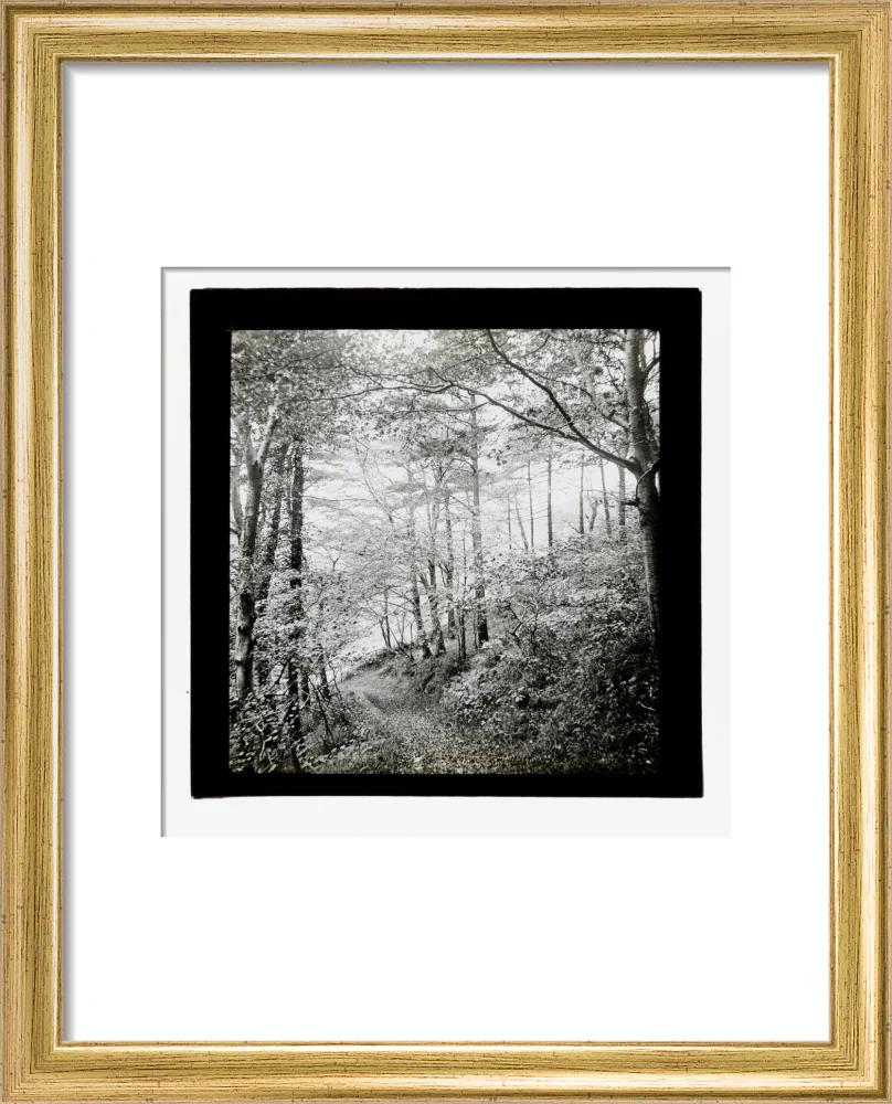 A magic lantern slide of Score Wood, Ilfracombe by Birt Acres, c. 1893. - Image 5