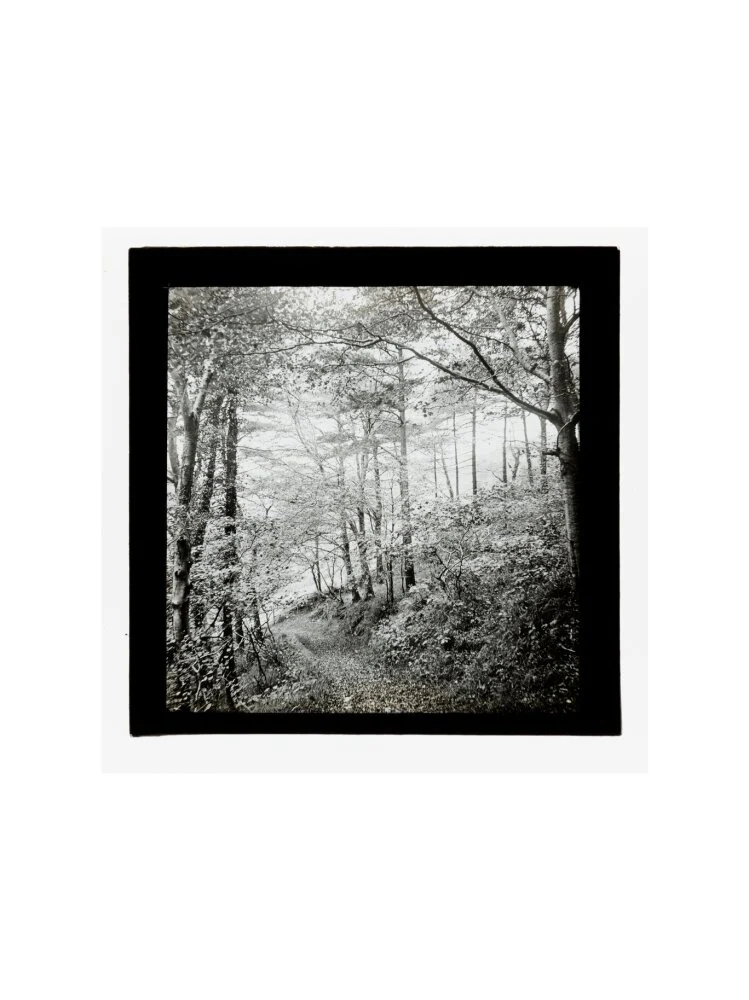 A magic lantern slide of Score Wood, Ilfracombe by Birt Acres, c. 1893. - Image 50