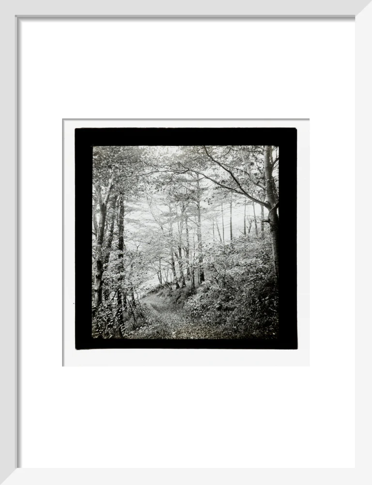 A magic lantern slide of Score Wood, Ilfracombe by Birt Acres, c. 1893. - Image 9