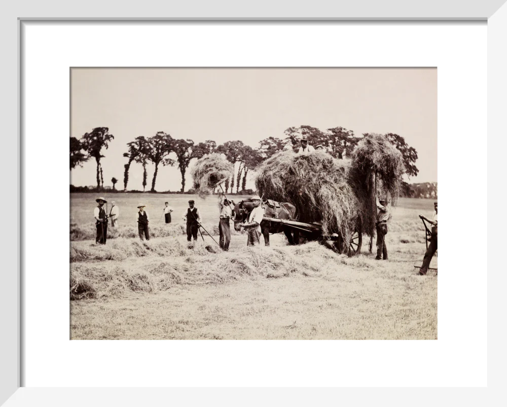 Hay gathering, c 1890. - Image 4