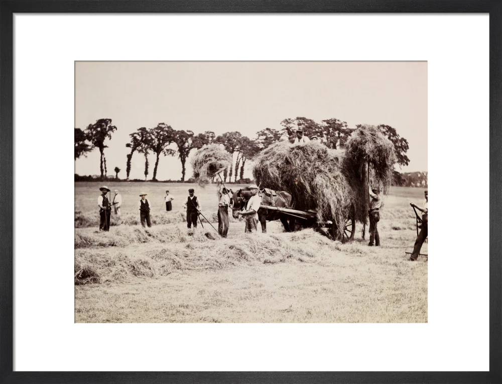 Hay gathering, c 1890. - Image 46