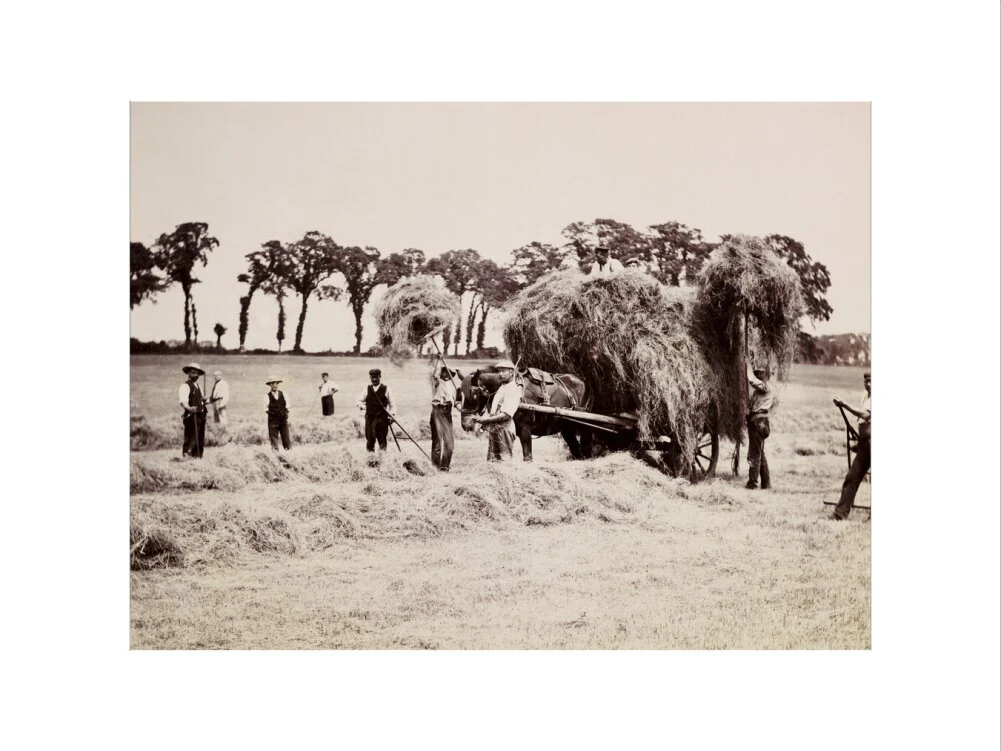Hay gathering, c 1890. - Image 50
