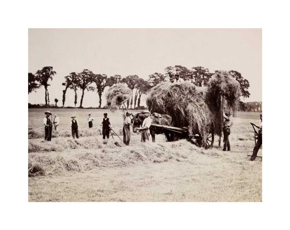 Hay gathering, c 1890. - Image 61