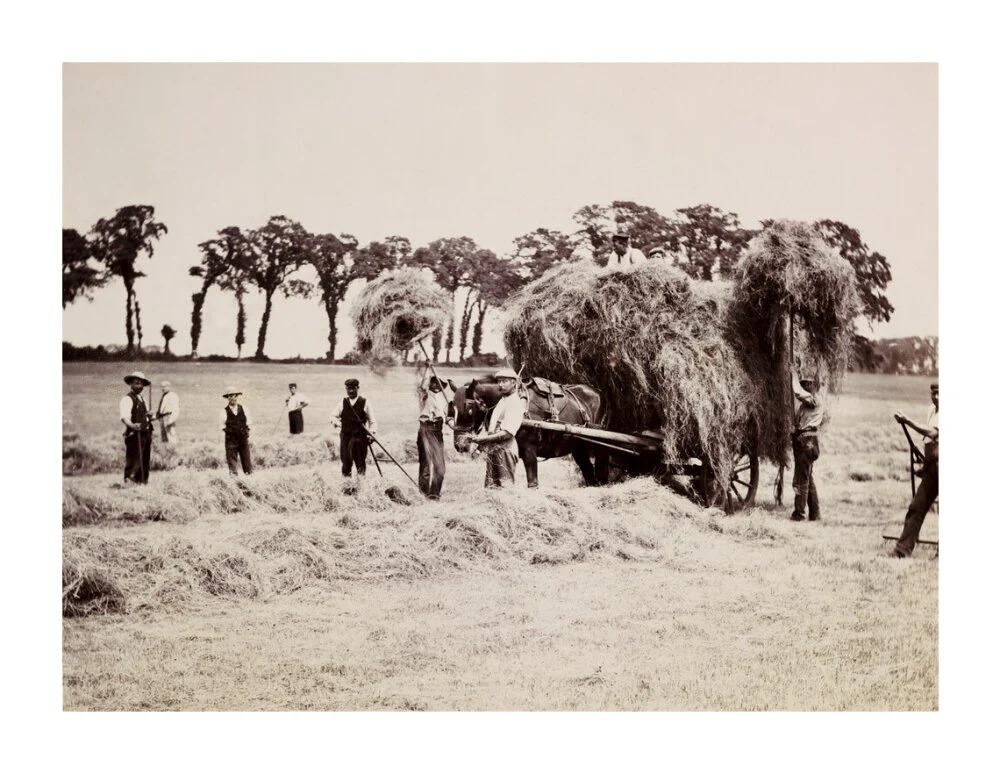 Hay gathering, c 1890. - Image 63