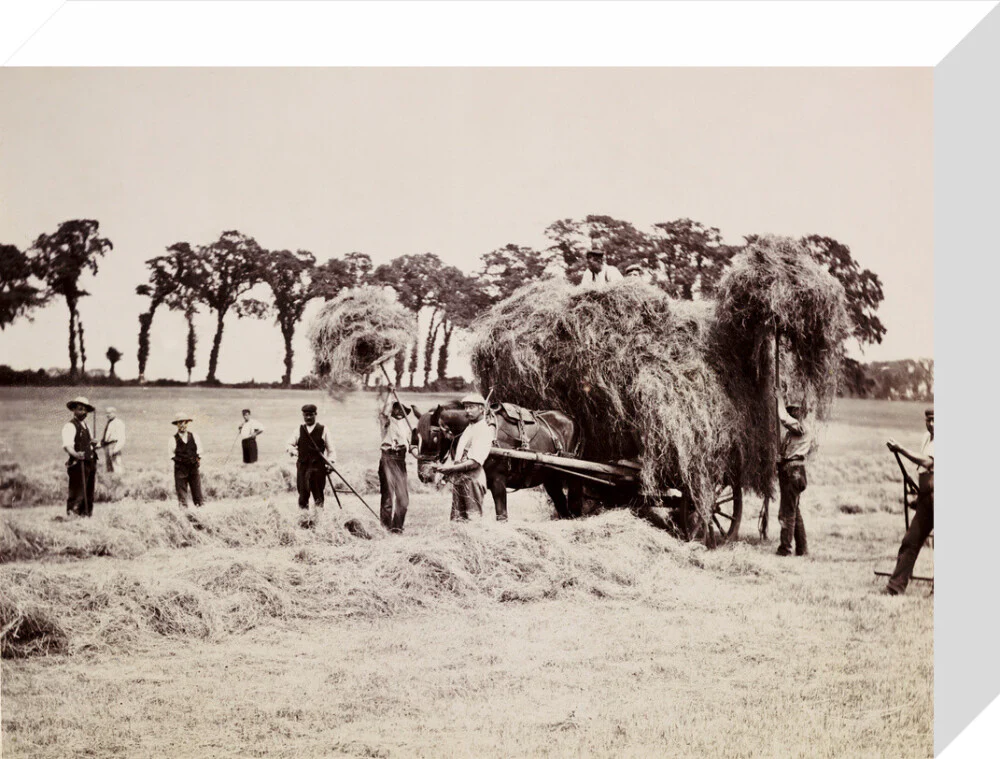 Hay gathering, c 1890. - Image 64