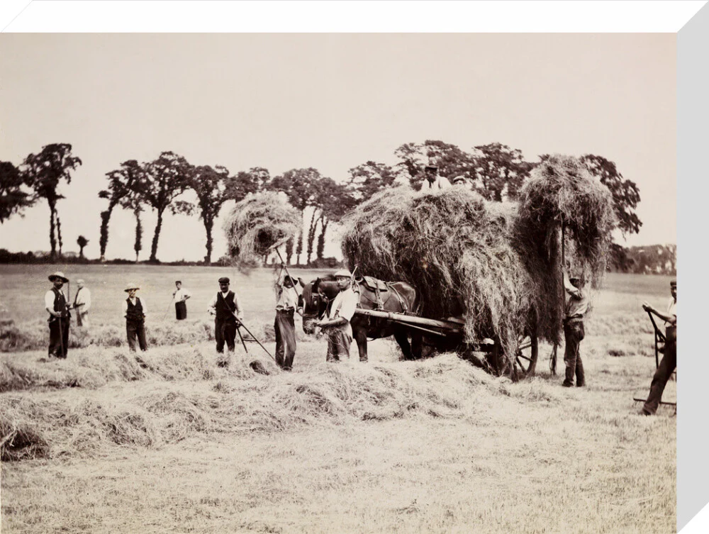Hay gathering, c 1890. - Image 65