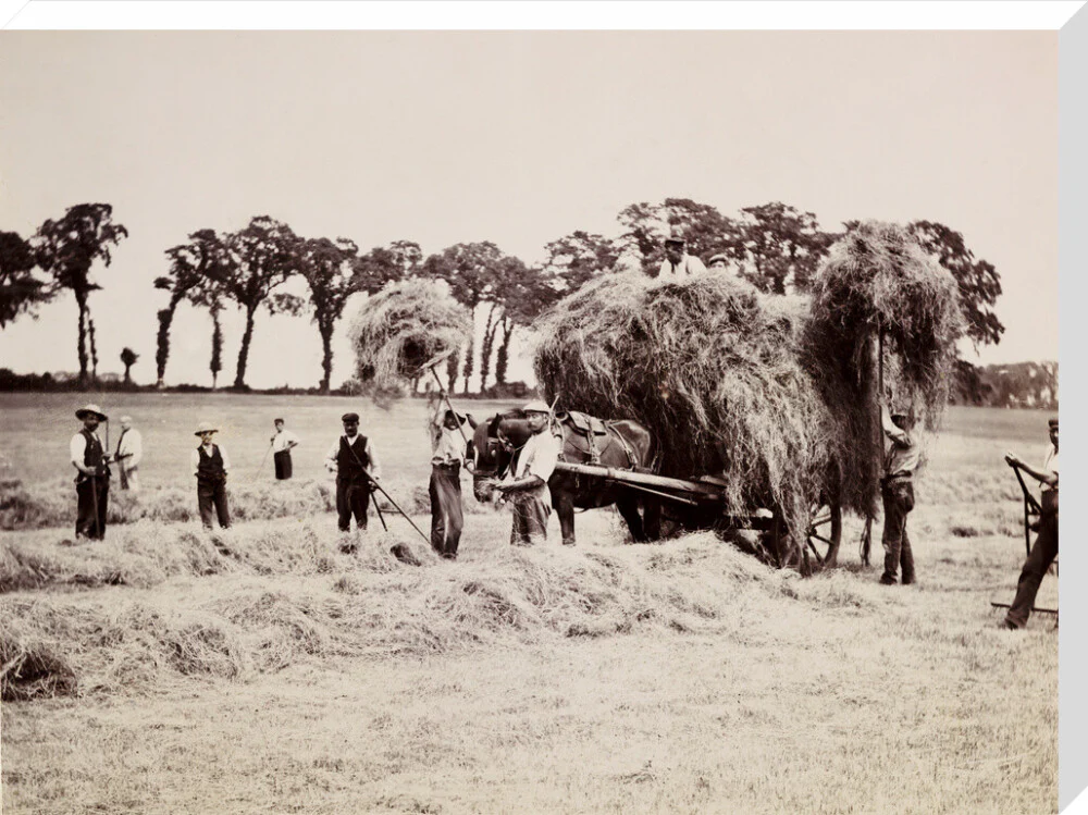 Hay gathering, c 1890. - Image 67