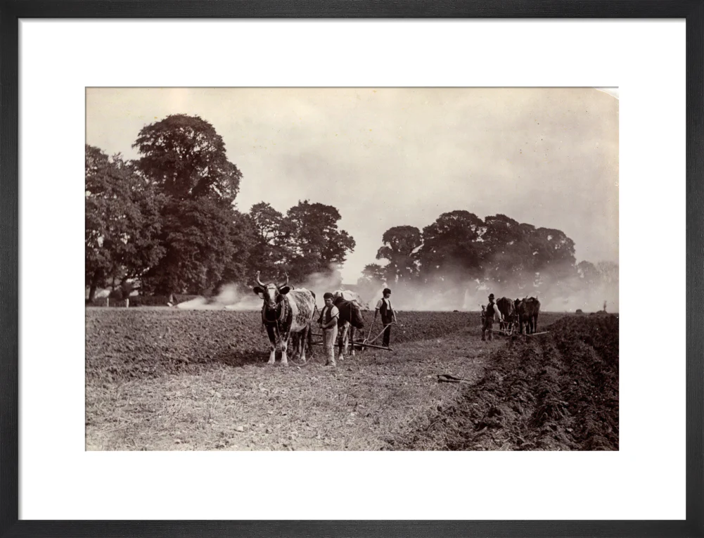 'Ploughing and Burning', c 1890. - Image 13