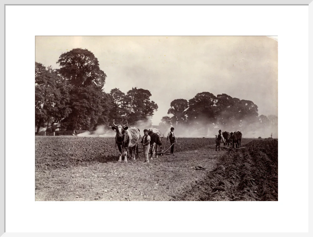 'Ploughing and Burning', c 1890. - Image 24