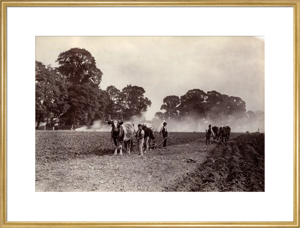 'Ploughing and Burning', c 1890. - Image 25