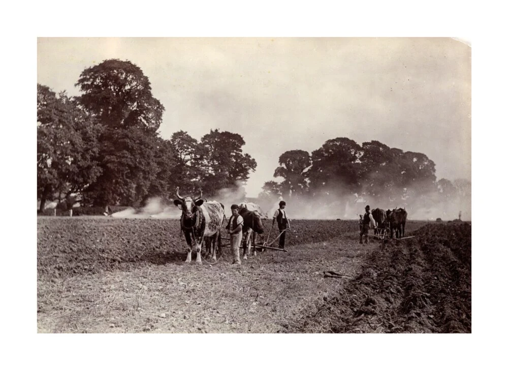 'Ploughing and Burning', c 1890. - Image 29