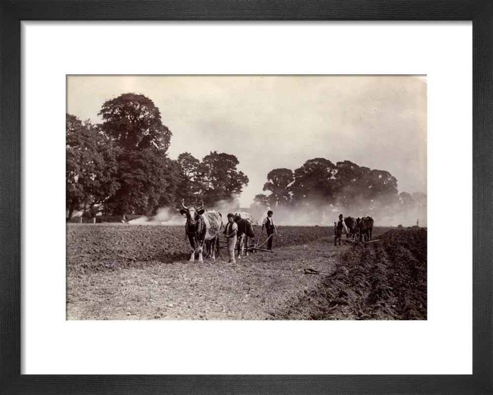 'Ploughing and Burning', c 1890. - Image 3