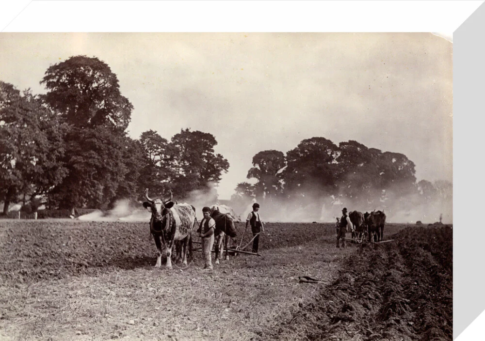 'Ploughing and Burning', c 1890. - Image 31
