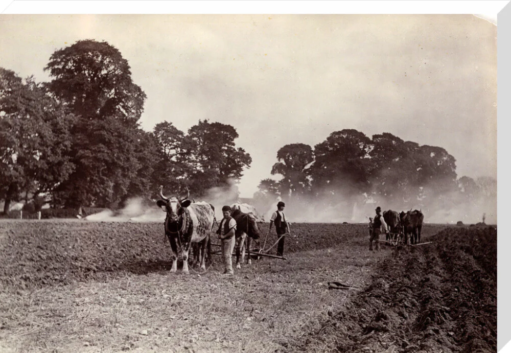 'Ploughing and Burning', c 1890. - Image 34