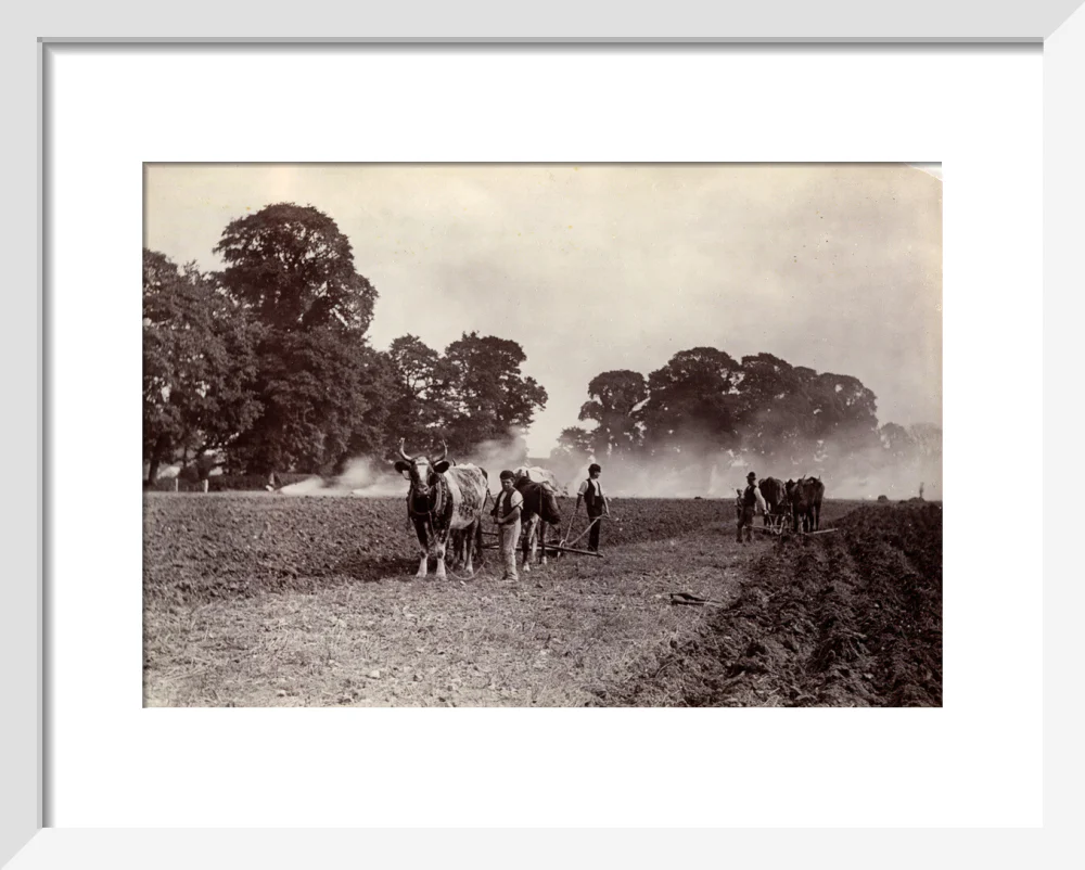 'Ploughing and Burning', c 1890. - Image 37