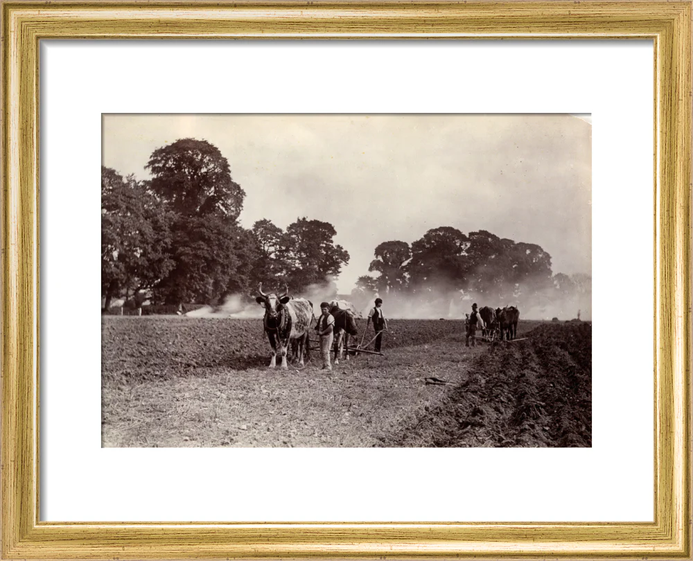 'Ploughing and Burning', c 1890. - Image 38