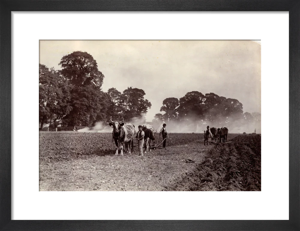 'Ploughing and Burning', c 1890. - Image 41