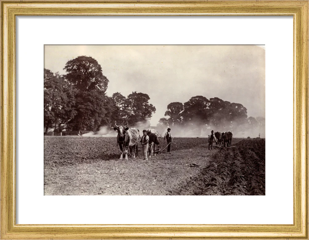 'Ploughing and Burning', c 1890. - Image 43